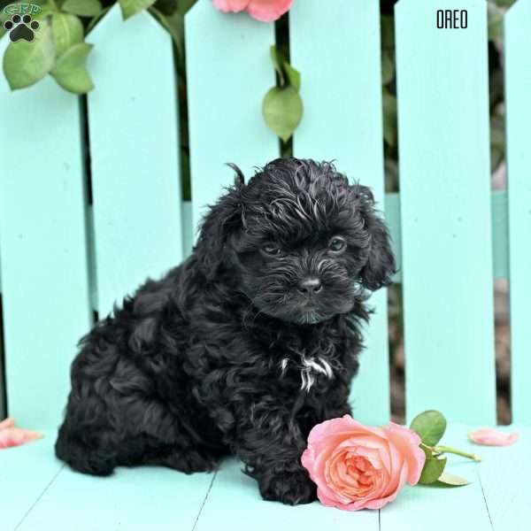 Oreo, Shih-Poo Puppy