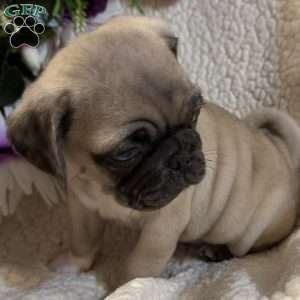 Blue eyes, Pug Puppy