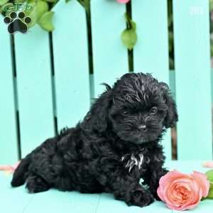 Oreo, Shih-Poo Puppy