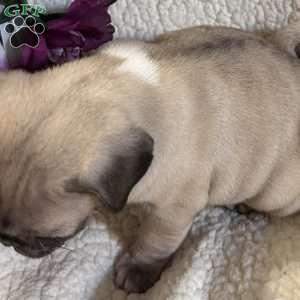 Blue eyes, Pug Puppy