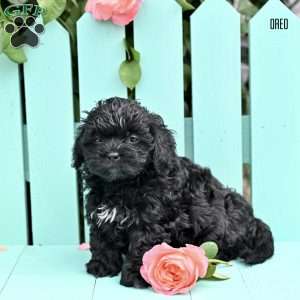 Oreo, Shih-Poo Puppy