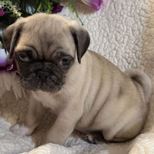 Blue eyes, Pug Puppy