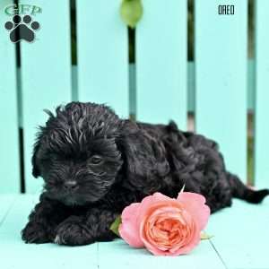 Oreo, Shih-Poo Puppy