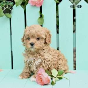 Buttercup, Shih-Poo Puppy
