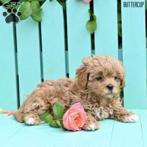 Buttercup, Shih-Poo Puppy
