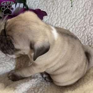 Blue eyes, Pug Puppy