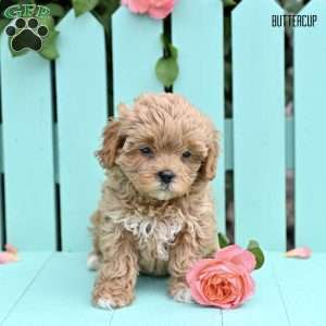 Buttercup, Shih-Poo Puppy