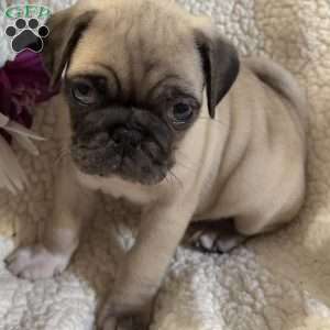 Blue eyes, Pug Puppy