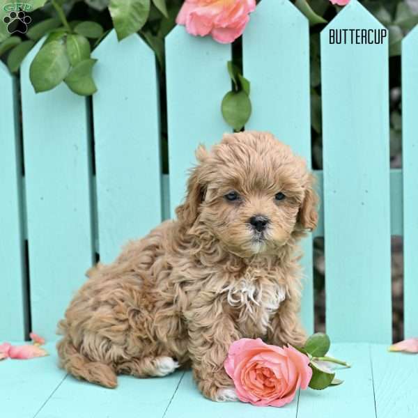 Buttercup, Shih-Poo Puppy