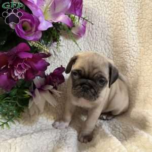 Blue eyes, Pug Puppy