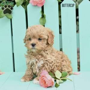 Buttercup, Shih-Poo Puppy