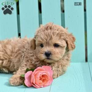 Oscar, Shih-Poo Puppy