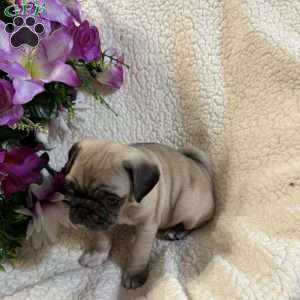 Blue eyes, Pug Puppy