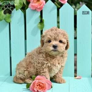 Oscar, Shih-Poo Puppy