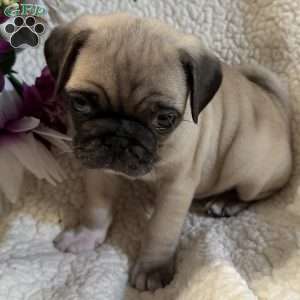 Blue eyes, Pug Puppy