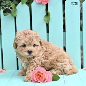 Oscar, Shih-Poo Puppy