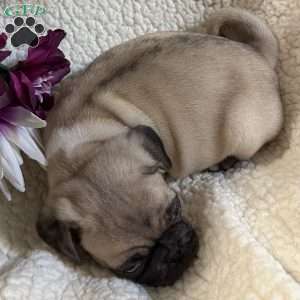 Blue eyes, Pug Puppy