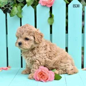 Oscar, Shih-Poo Puppy