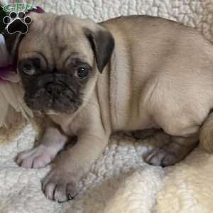 Blue eyes, Pug Puppy