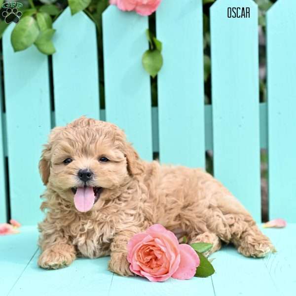 Oscar, Shih-Poo Puppy