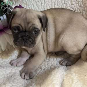 Blue eyes, Pug Puppy