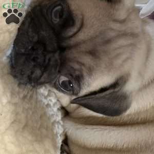 Blue eyes, Pug Puppy