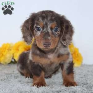 Wesley, Dachshund Puppy