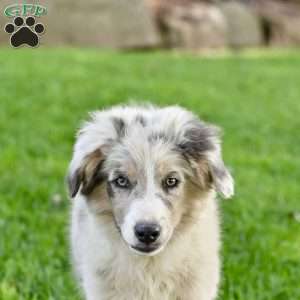 Marshal, Australian Shepherd Puppy