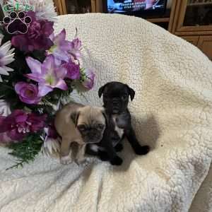 Blue eyes, Pug Puppy
