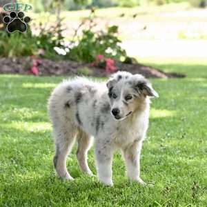 Marshal, Australian Shepherd Puppy