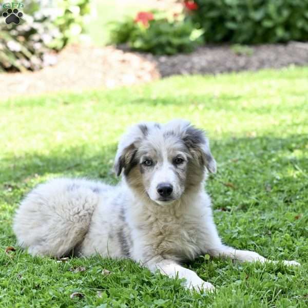 Marshal, Australian Shepherd Puppy
