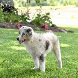 Marshal, Australian Shepherd Puppy