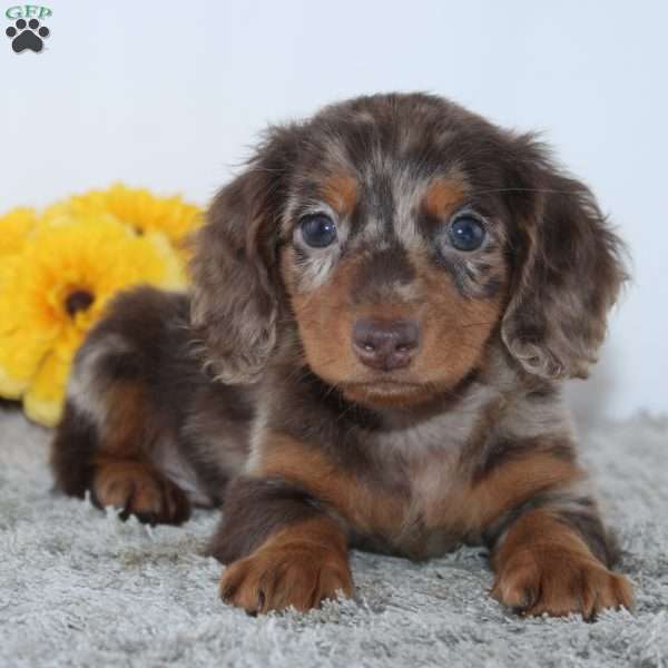 Wesley, Dachshund Puppy