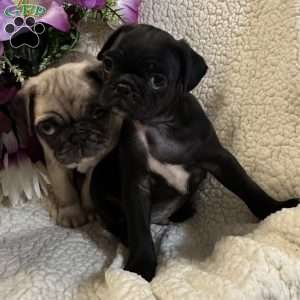 Jax, Pug Puppy