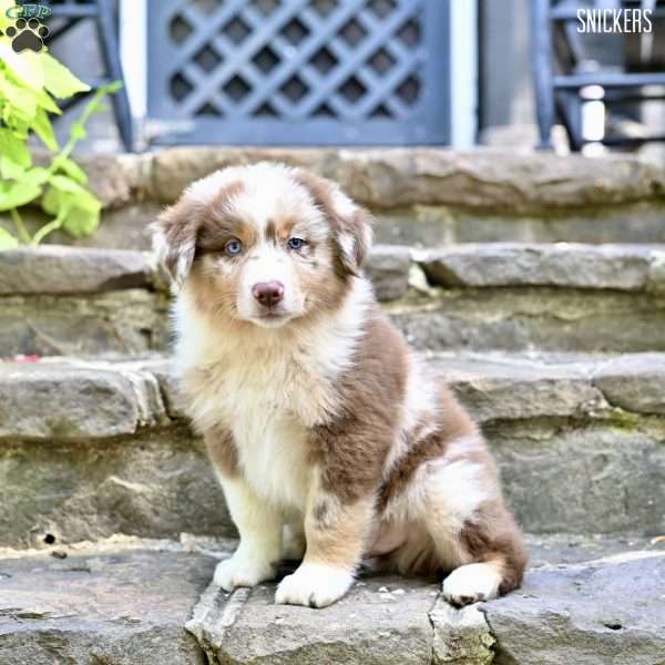 Snickers, Australian Shepherd Puppy