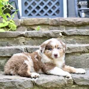 Snickers, Australian Shepherd Puppy