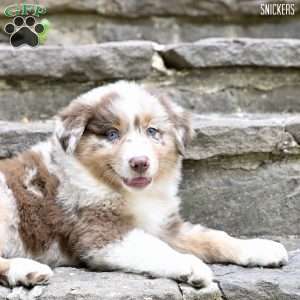 Snickers, Australian Shepherd Puppy