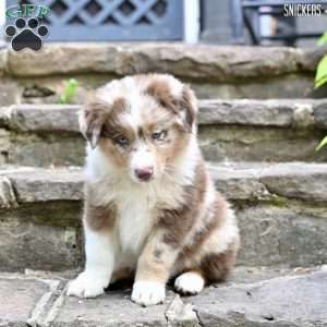 Snickers, Australian Shepherd Puppy