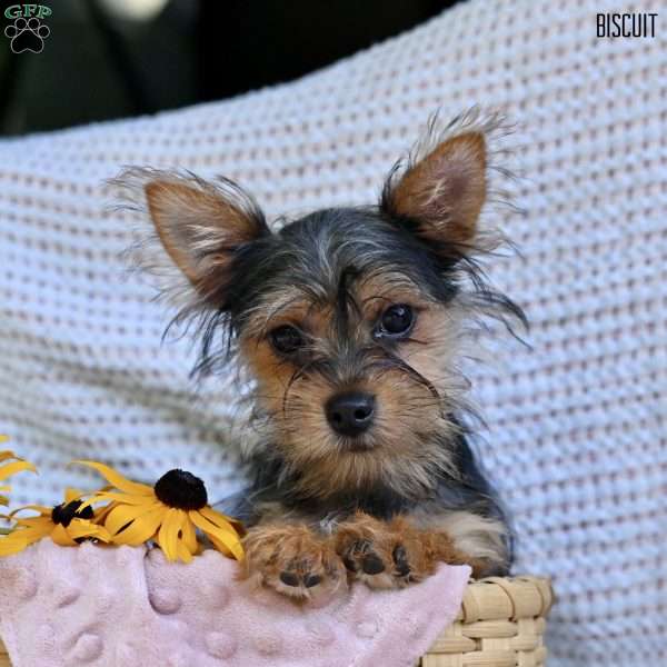Biscuit, Morkie / Yorktese Puppy