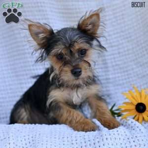 Biscuit, Morkie / Yorktese Puppy