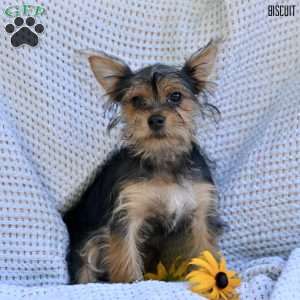 Biscuit, Morkie / Yorktese Puppy