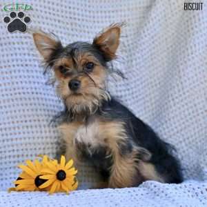Biscuit, Morkie / Yorktese Puppy
