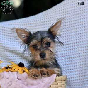 Biscuit, Morkie / Yorktese Puppy