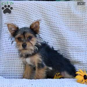 Biscuit, Morkie / Yorktese Puppy
