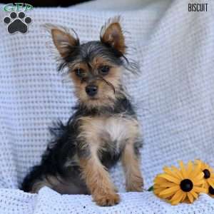 Biscuit, Morkie / Yorktese Puppy