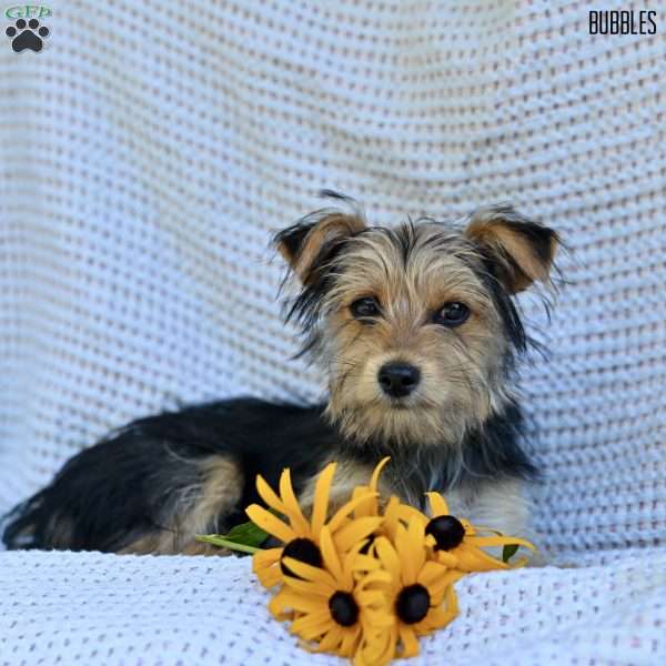 Bubbles, Morkie / Yorktese Puppy