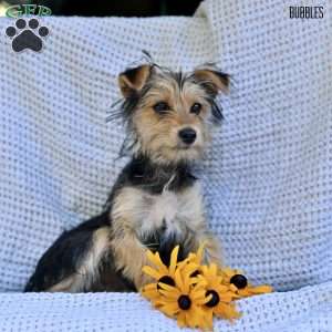 Bubbles, Morkie / Yorktese Puppy