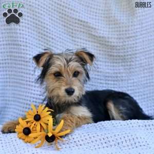 Bubbles, Morkie / Yorktese Puppy
