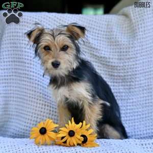 Bubbles, Morkie / Yorktese Puppy