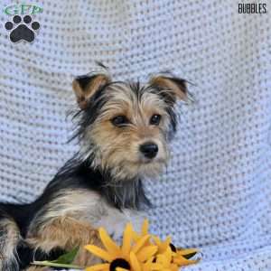 Bubbles, Morkie / Yorktese Puppy